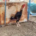 شامو ياباني