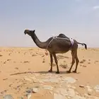 لقحه