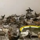فروخ دجاج بلدي