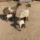 غنم رغايث 2شرط سن وروم وصحة وحده شقا