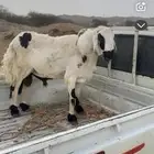 فحل سنه جامع مشروط من كل عيب مسيوم الف وست