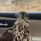مطلوب طير حر