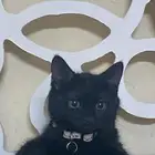 قطط