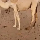 قعود قصب للبيع