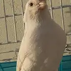 كناري ذكر وايت ستنايت