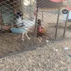 ديمه بلدي ودجاج