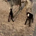 معزا مراح عوارض شهب بلفحل رغث وضريع 6