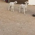دوغير مشروكه للبيع