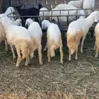 خرفان بلدي للبيع