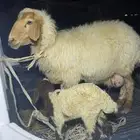 للبيع رغوث نعيمية