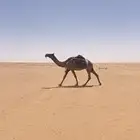 عشرا