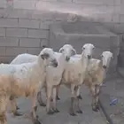 للبيع خرفان جذعان