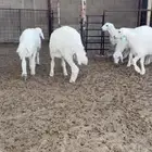 بهم حري العدد 5 خروف صافي