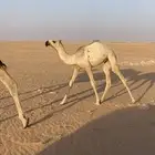 بكره