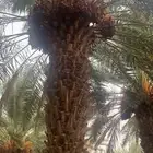 تمر للبيع حبه كبير 120نخله