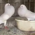 للبيع ثنتين اناث نرويجي