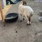 نعجة ثنيه فل شحم ذبيحة خصم