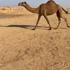 بكره شعلا القحه