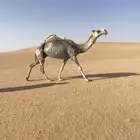 لقحه