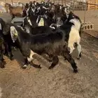 تيوس مخاصي خصم الخصم فاخره فل