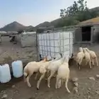 رخال حري وصمع