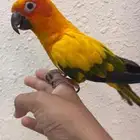 صن كنيور