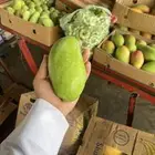 مانجو جازان من المزرعة لباب بيتك