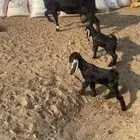 عنز مطفل خصم توم وروم وسن وديد