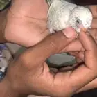 بدجي انقليزي فرخ عمره 20 يوم