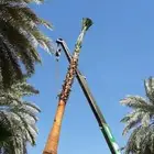 نخل واشنطن ملكي فاخر