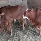 بقر