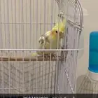 كرونا للبيع