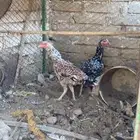 دجاج باكستاني