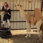 قعود علا الكاسرالرماني بعير دليل مفرود يدخل خق