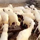 رخال تربيه