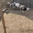 غنم حريه شرط الضريع 3