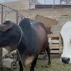 بقر للبيع