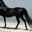 سيسي إيجار