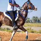 تأجير جميع انواع الخيل