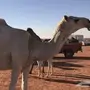 البكرة البكر الثنية 