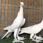 سمبوسه للبيع