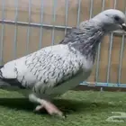 حمام للبيع
