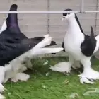 للبيع شرازي ونفاخ