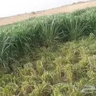 شتلات بنكام بونيكام بوينيكام
