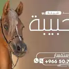 شيلة ترحيب بالضيوف شيلة زواج شيلات عرضه شيلة جنوبيه شيلة دخل