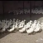 بط بكيني