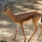 مطلوب للشراء غزال غزلان