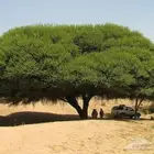 متوفر بذور 17 نوع من أشجار الطلحيات