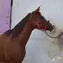 فرس - فرس عربيه شعبيه العمر