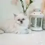 قطة للبيع 